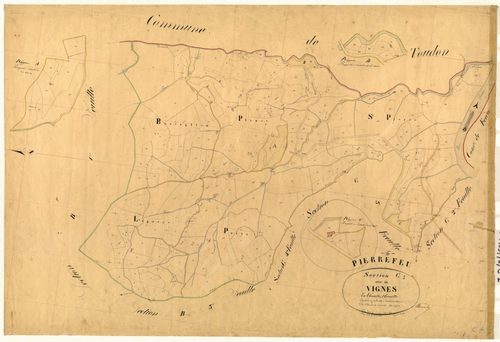 Vignes. - Plan de section, C1