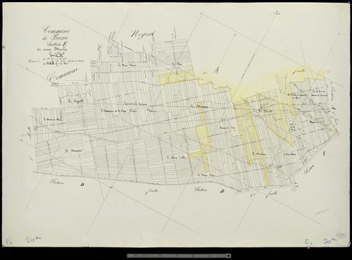 Beine. Section E2