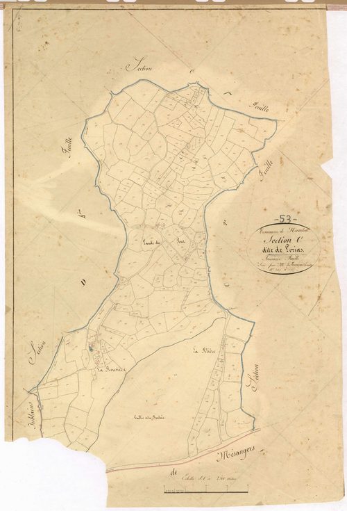 Section C3 - Lorias