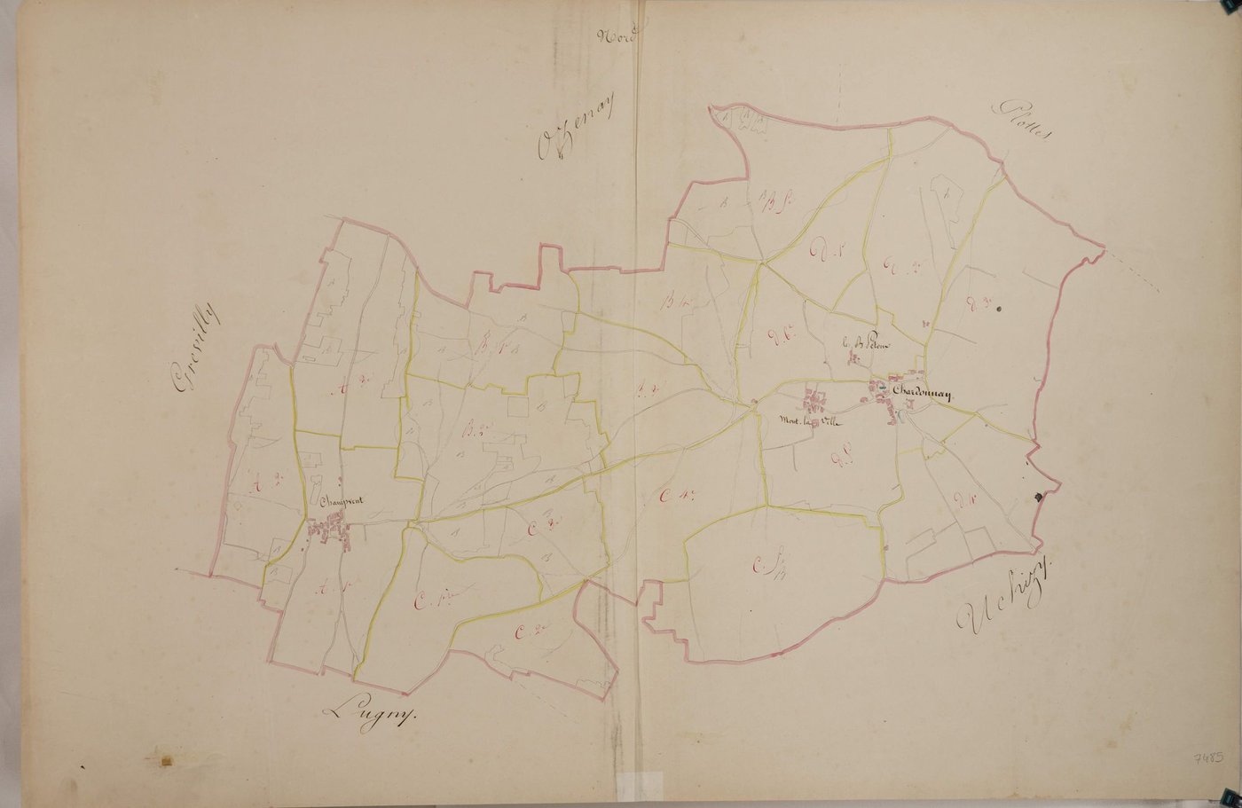 Chardonnay - Toutes sections