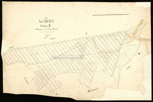Plan du cadastre napoléonien - Albert : Bosquet (Le) ; Champ Mangot (Le), E
