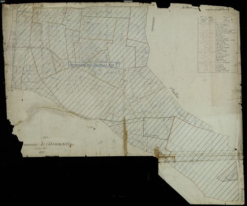 Plan du cadastre napoléonien - Dommartin : Vignes (Les), C
